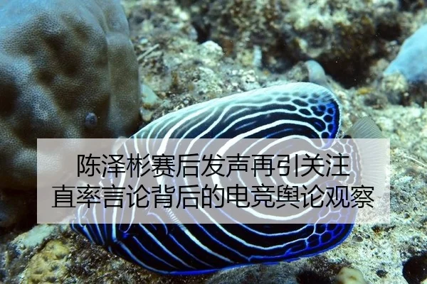 陈泽彬赛后发声再引关注 直率言论背后的电竞舆论观察